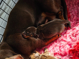 Miniature dachshund