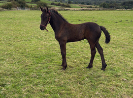 DEPOSIT TAKEN TO RESERVE FRIESAN FOALS