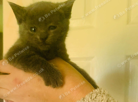 British shorthair female