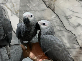 Handreared Baby Friendly Super Tame Cuddly African Grey Parrot,7