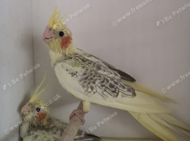 Baby cockatiel&rsquo;s 10weeks
