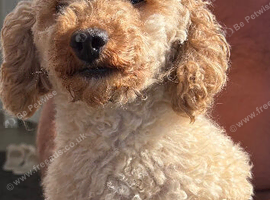 Toy poodles ready now
