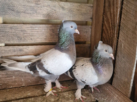 Turkish takla ( tumbler ) pigeons. &pound;100 per pair.