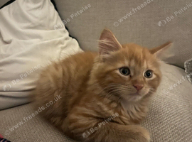 1 Ginger Boy