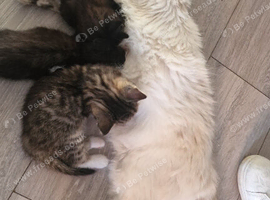 3 kittens ready now