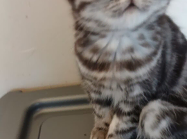 Kittens looking for home