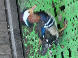 Male x2 Mandarin Duck
