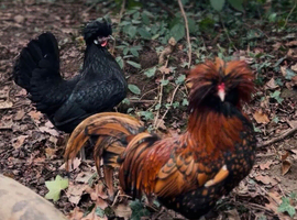 Polish Chicken Hatching Eggs &ndash; Bantam / Large Fowl &ndash; Crested Show Birds