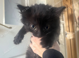 Kittens to go