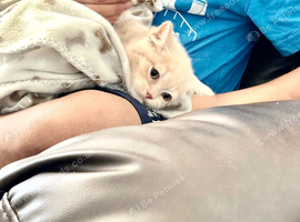 Cream british short hair (Emergency rehoming)