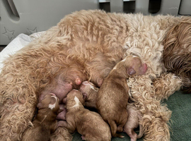4 stunning cavapoo boys