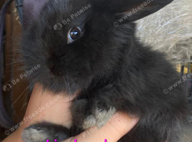 Baby lionhead girls X 3
