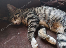 1 kitten looking for a new home