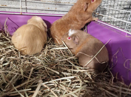 Guinea pigs babys boys teddy boys