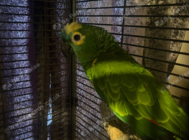 Baby Blue fronted Amazon