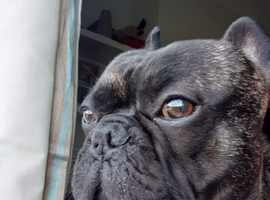 8 year old male