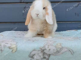 Stunning purebred mini lop rabbits