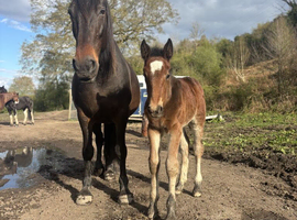Irish draft x cob filly
