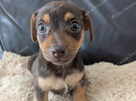Beautiful pure bred Miniature Jack Russell