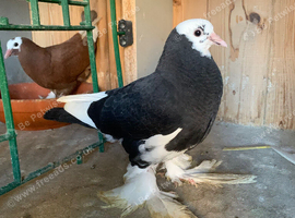 Beautiful young tumbler birds