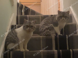 2 male persian cats