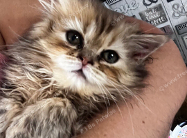Fluffy Persian 1 girl left