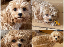 Toy maltipoo female extensively DNA clear