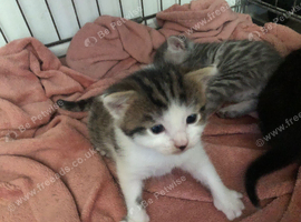 Kittens