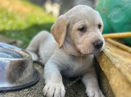 Gorgeous Goldador Puppies