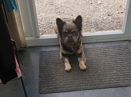 6 frenchies