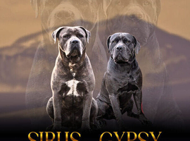 Cane corso puppies
