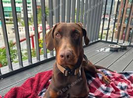 Beautiful chocolade and tan doberman boy