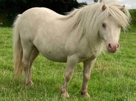 Cremello Registered Miniature Shetland Stallion