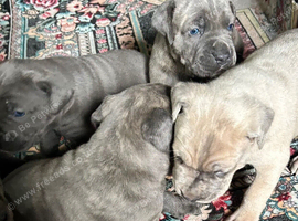 Cane corso puppies