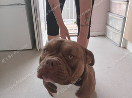 Male pocket bully