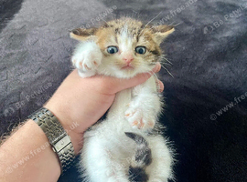 3 Gorgeous kittens For Sale !
