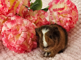 Baby sow available