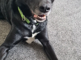 Border collie & chihuahua