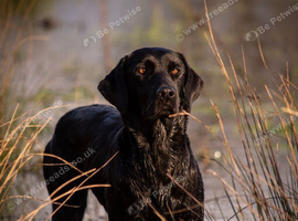FTCH sired KC Reg labrador puppies