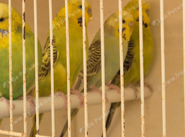 Budgies for sale