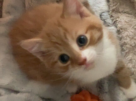 Ginger kitten