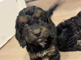Female cockapoo puppy