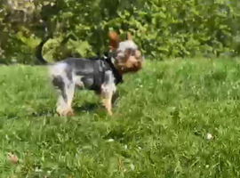 Mini yorke for stud