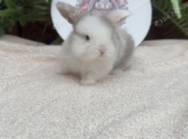 Beautiful mini lop babies