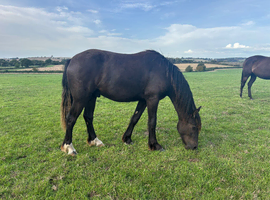 Shire X tb gelding youngster
