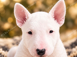 Beautiful English Bull Terrier Puppies