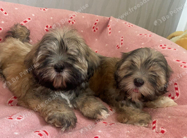 Shih tzu