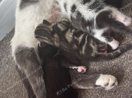 1x black and white fluffy kittens