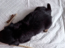 Jack x dachshund last dappel boy