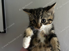 Beautiful kittens for new homes